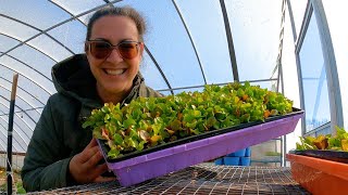 My Seedlings Almost FROZE! (Shortcomings of an Unheated Greenhouse) | Garden & Goat Update VLOG