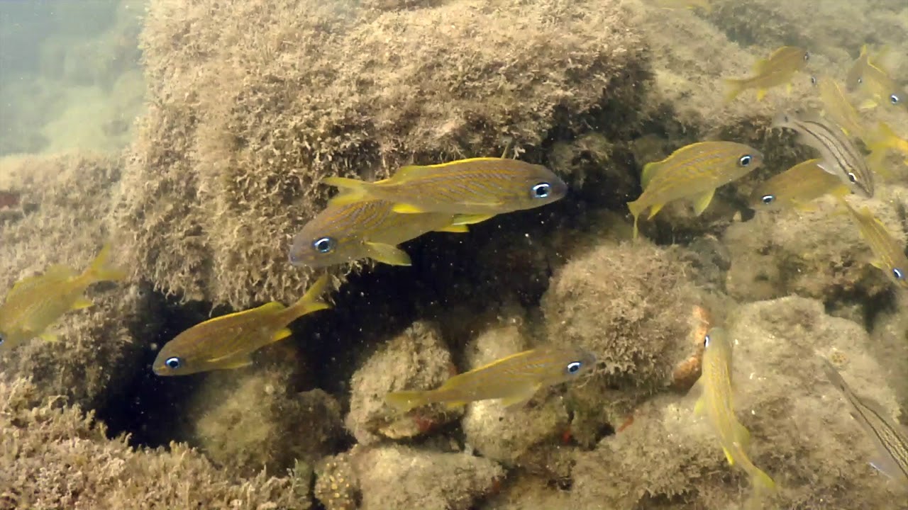 Haemulon flavolineatum (French grunt)