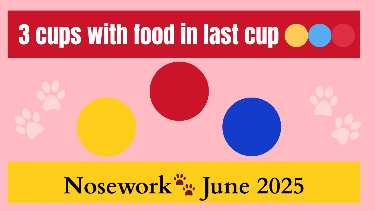 Sunday finds the treat fast! 3-cup cat challenge 🐾 🟡🔵🔴
