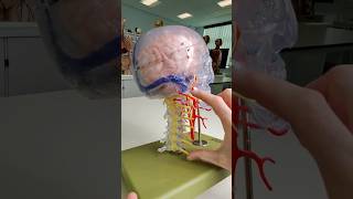 8 Cervical Spinal Nerve Roots But Only 7 Cervical Vertebrae