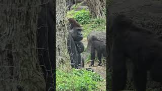 金剛猩猩Gorilla/Taipei Zoo