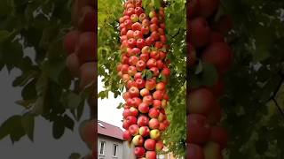 The Future of Apple Farming: New Harvest! #shorts #satisfying #farming