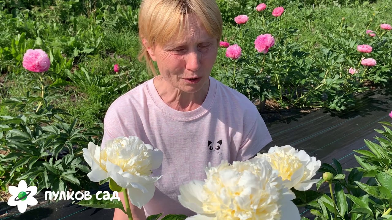 Пулков сад. Пионы Пулков сад. Пулков сад пионы видео.
