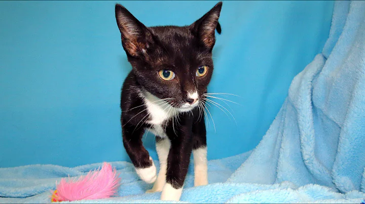Watch the video about Ken (ADOPTED) - Cats of Eau Claire County Humane Association