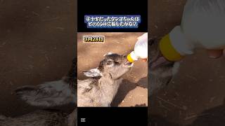 子ヤギだったダンゴちゃん３ヶ月でどのぐらい成長したかな？