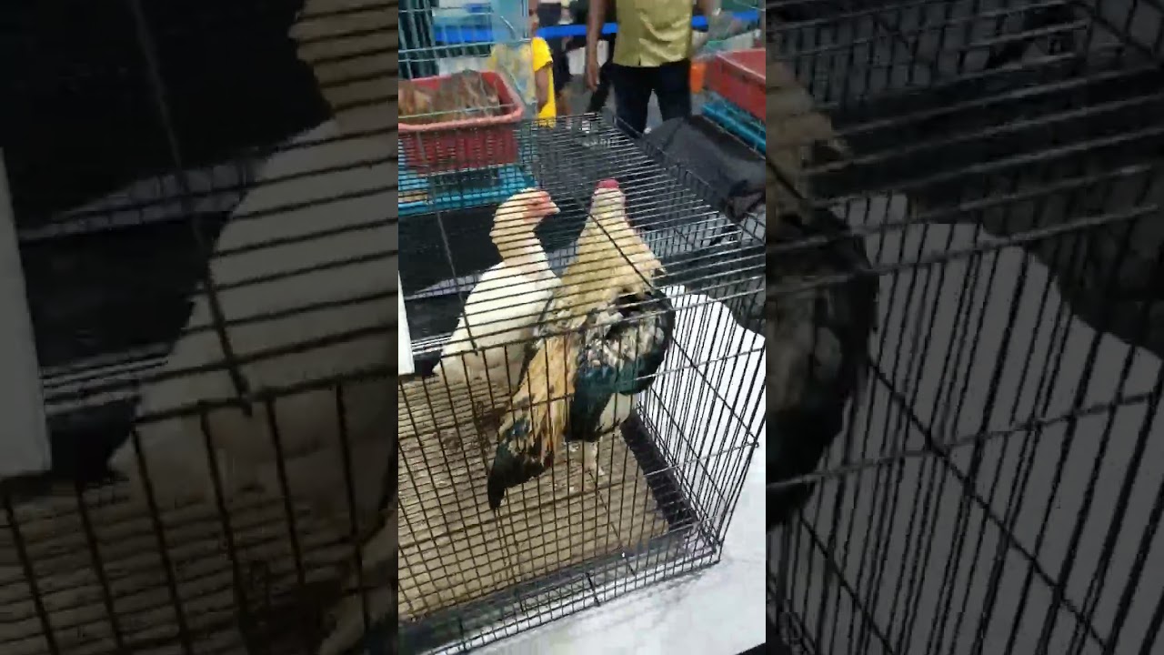 #DifferentCountryBreeds