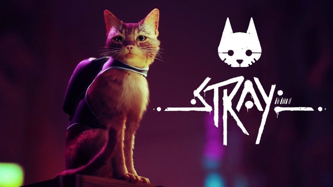 CAT ADVENTURES | Stray - LIVE!