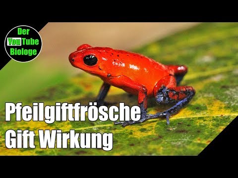 Video: Die giftigsten Frösche der Welt