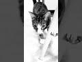 #canadalife #cat #catlife #പൂച്ച #cute #kitten #funny #music
