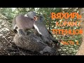 Как дикий лесной голубь кормит птенцов. How a wild wood pigeon feeds its chicks.