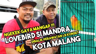 SI MANDRA | MENGUNGKAP PERAWATAN LOVEBIRD KONSLET GAYA MANGAP DARI KOTA MALANG