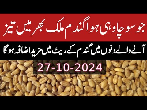 Big News! Wheat Price increase on Pakistan 2025 | Wheat New Rate Today ...
