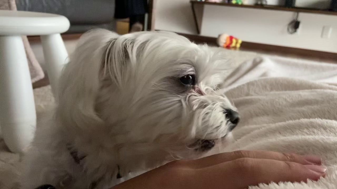 Dog is licking my hand soooo long