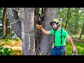 How to CUT MULTI-STEM TREES