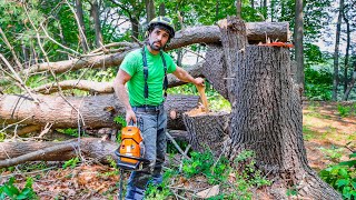 CUTTING MULTI-STEM TREES | HOW TO by Top Branch 15,432 views 10 months ago 9 minutes, 12 seconds