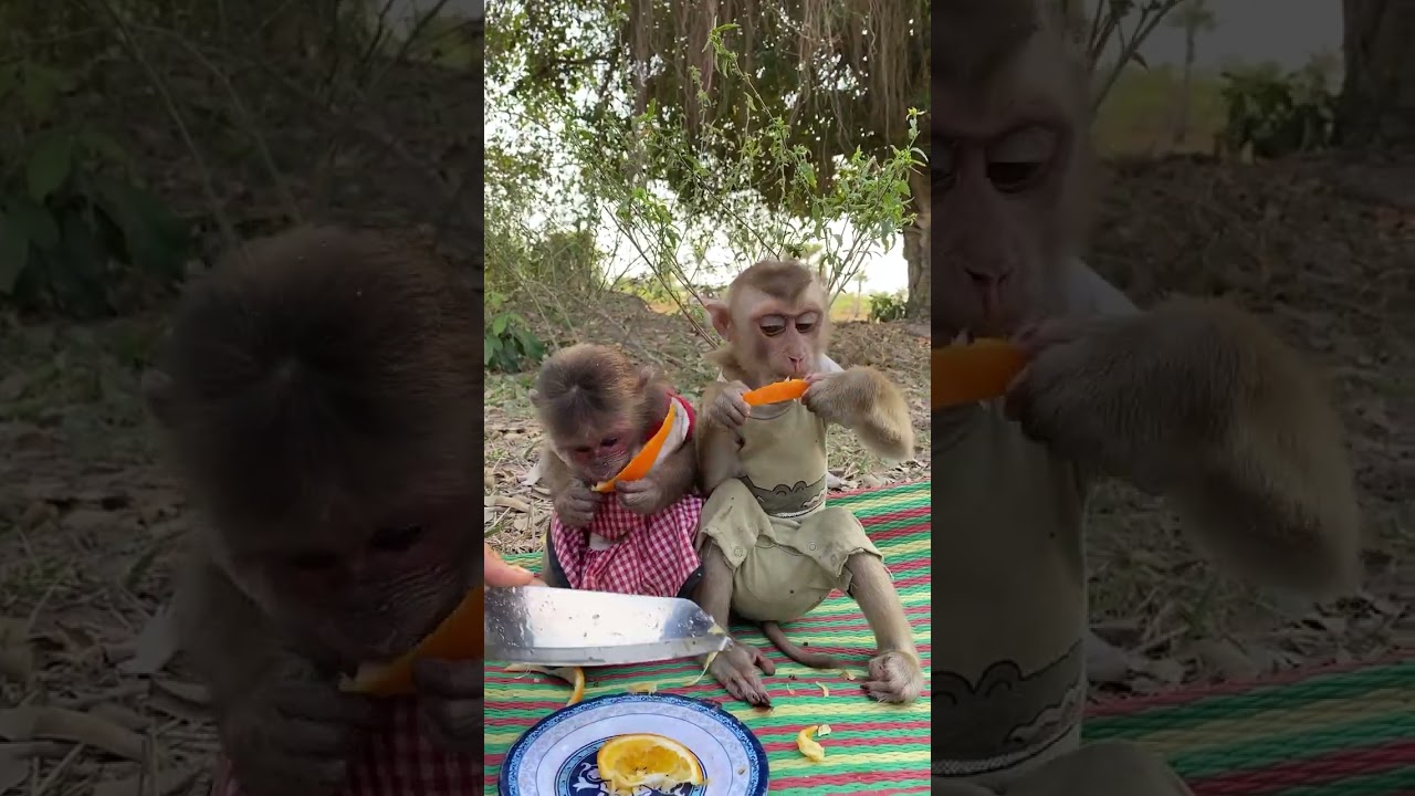 Monkey enjoys watching TV with human family 📺🐵 