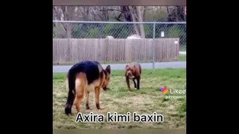 Питбуль vs Немецкий овчарка