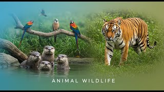 Animal Wildlife 4K Ultra Hd Jungle 60 Fps