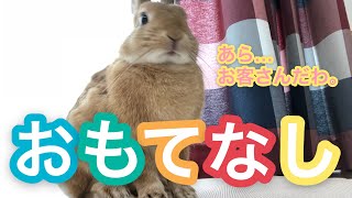 【ウサギ流おもてなし】我が家にお客さんが来た時のウサの反応！ #206