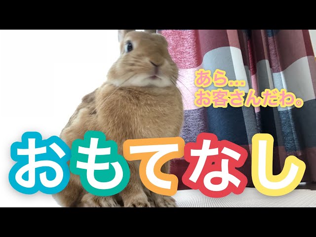 ウサギ流おもてなし】我が家にお客さんが来た時のウサの反応！ #206