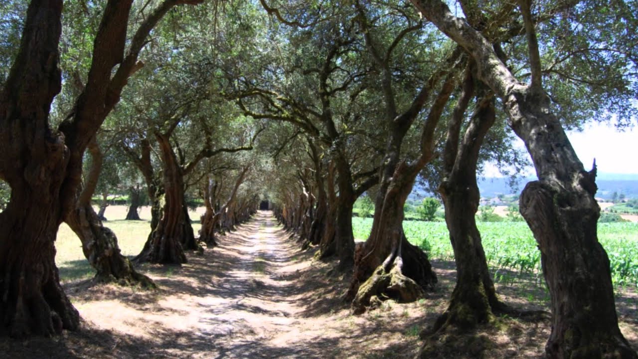 PAZOS DE GALICIA PAZO DE SANTA CRUZ DE RIVADULLA VEDRA - A CORUÑA..HD