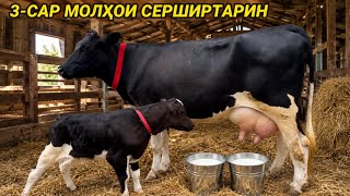 МИРОВОЙ 3-САР МОЛХОИ СЕРШИР 20 июня 2026 г.