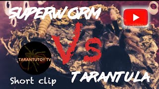 Superworm Vs Tarantula Funny Short Clip