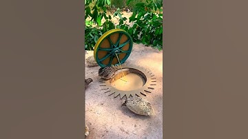 Fantastic Creative Quail Trap - Best Bird Trap Using Cardboard Box #Shorts