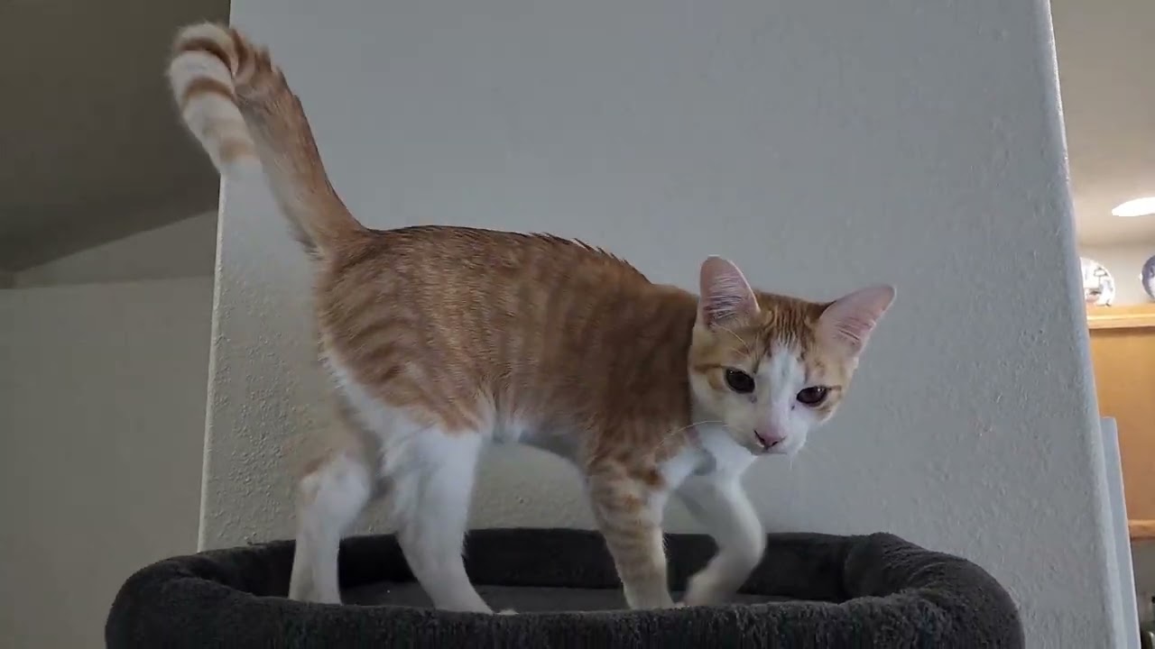 House Tour! Husband and I's First Place