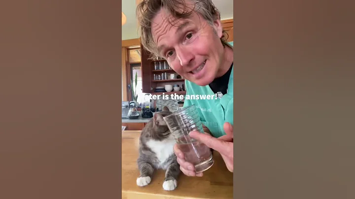 Stop Painful Cat Urinary Tract Disease