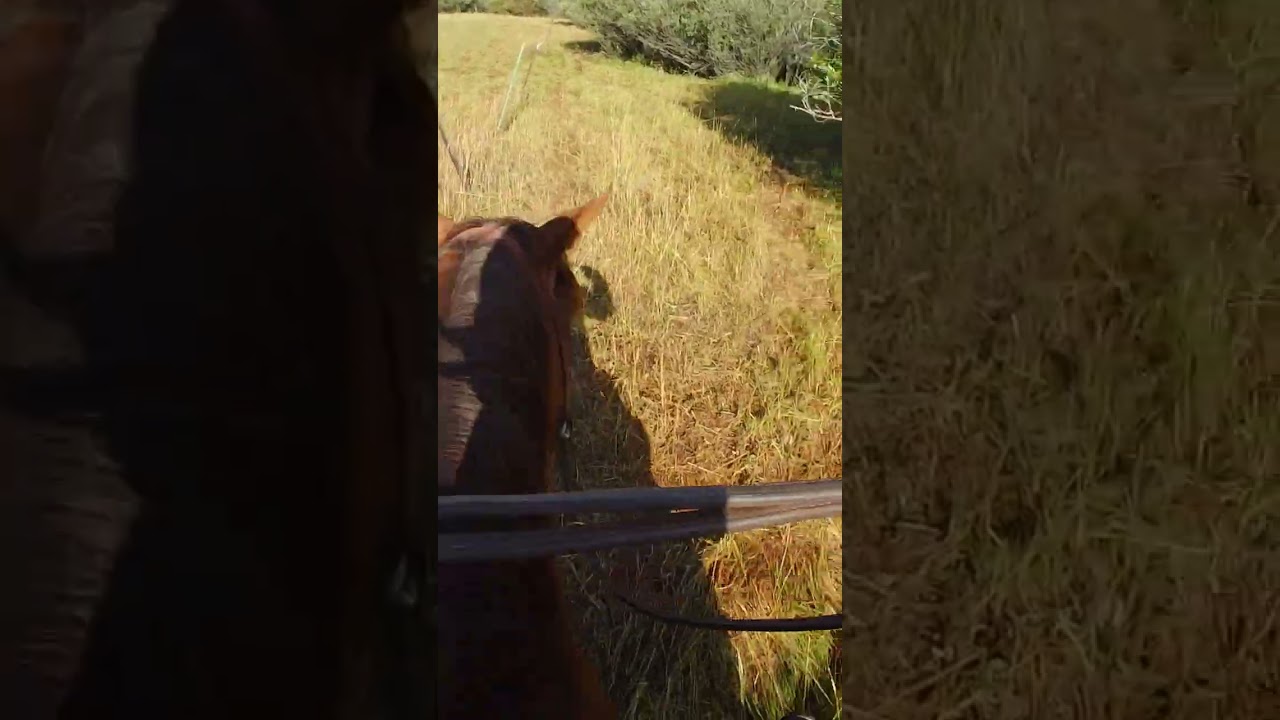 Barbed wire!  #BEONE #b1 #beoneofus #horse #horselove #horsemanship #horseriding #ranch #ranchlife