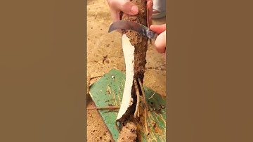 Super sharp tool for peeling taro tubers #shorts