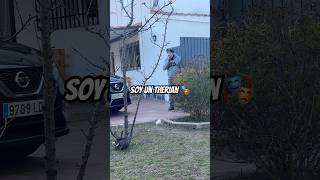Soy un THERIAN 🎭 ¿Cómo han reaccionado mis Huskys al verme así?