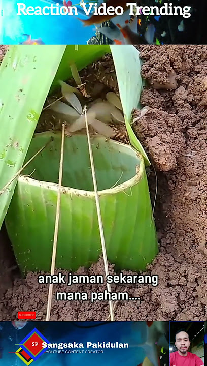 Cara Menjebak Laron #sangsakapakidulan #reactionvideo #shortvideo #trendingshorts
