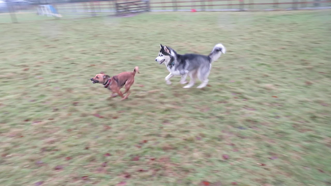 shadow & dora 1 - YouTube