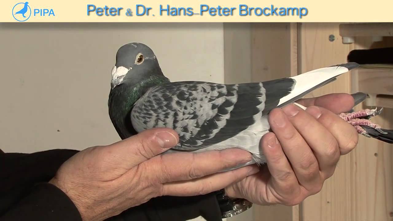 PIPA - Brockamp Auction - Marseille King