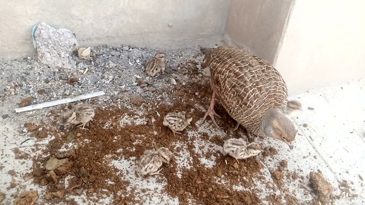 Teetar chicks care || mother feeding their teetar chicks || teetar shoq