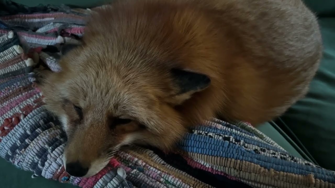 Алиса - лиса. Царевна Несмеяна