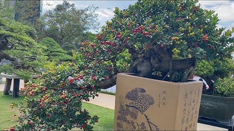 Triển lãm Sinh vật cảnh Miền trung - Tây nguyên 2023 tại Quy Nhơn, Hải châu luôn có sức hút .|. BSTN