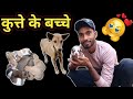 कुत्ते के बच्चे🐕🥰 || Puppy😍 || कुतिया ने दिया 9 बच्चों को जन्म 😳|| Subham Turi Vlogs 😊
