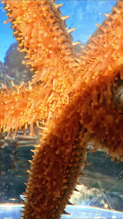 how-many-feet-does-a-starfish-have-youtube