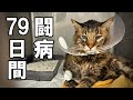 捨てられた老猫たちの79日間の闘病記録【保護猫・老猫】