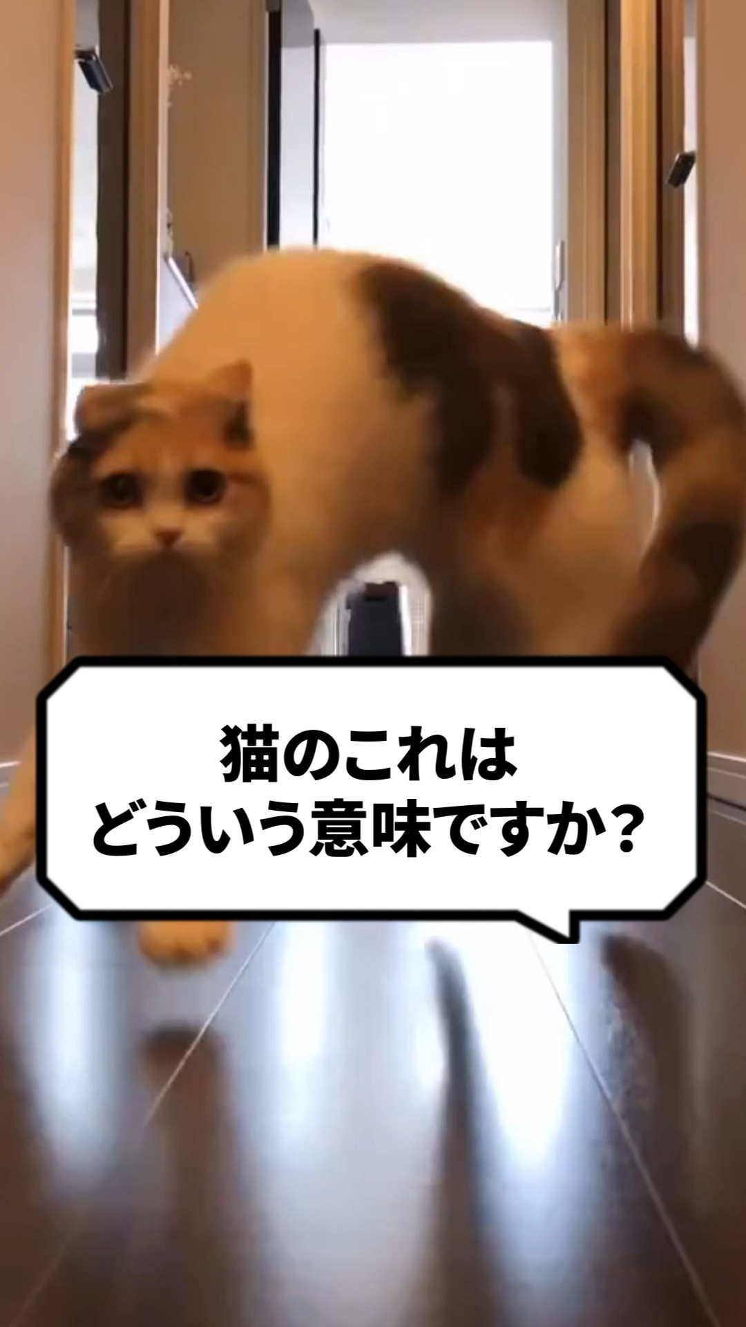 Q: What does this cat thing mean? #cat #neko #yannokastep - YouTube