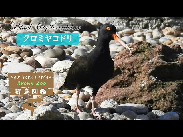 野鳥図鑑【Bronx Zoo】: Black Oystercatcher (クロミヤコドリ) - YouTube