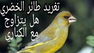 تغريد طائر الخضري و معلومات عن هذا الطائر | هل يتزاوج مع الكناري ؟