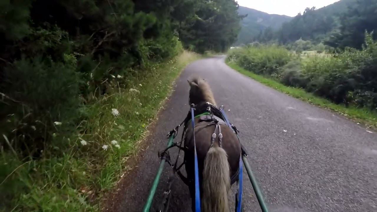 Danny the Miniature Horse - 18 February 2026