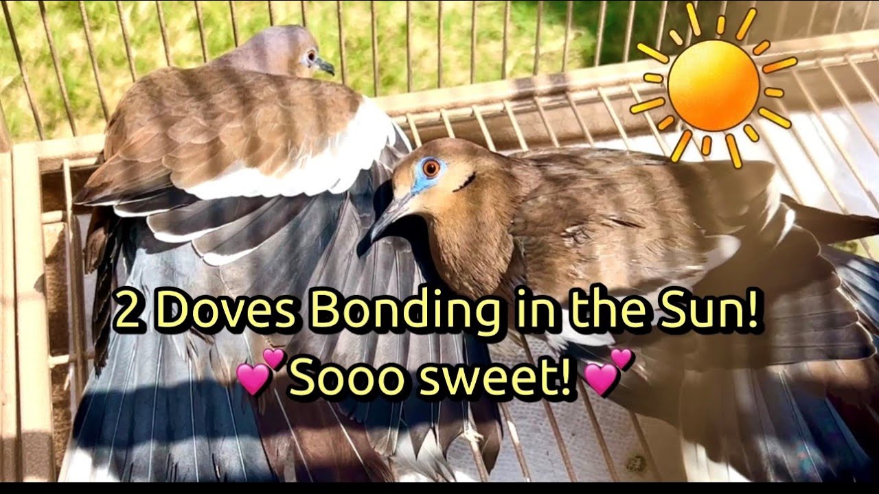 DOVES in LOVE with the SUN! (Myrtle & Dovey are too cute!) ☀️❤️