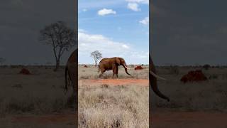 Elephants Can Feel This?🐘😮|SCI SPARK| #education#elephant#wildlife#animalfacts