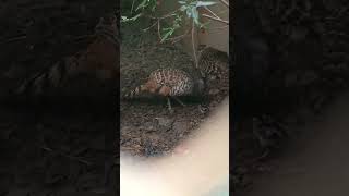 cheer pheasant #pheasants #birds #ytshorts #viralshort #trendingshorts #amazingbird #birdfacts #bird
