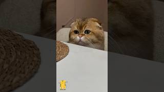 Funny Cat &amp; Cute Kittens821😻 #shorts #kucing #kucinglucu #funny #pet #cat #foryou #viral #viralvideo